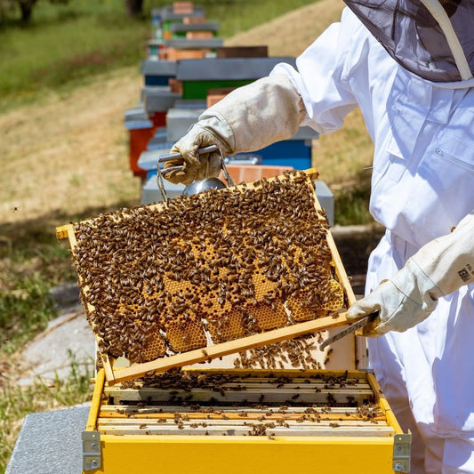 The Buzz About Beekeeping: A Guide to Starting Your Own Hive
