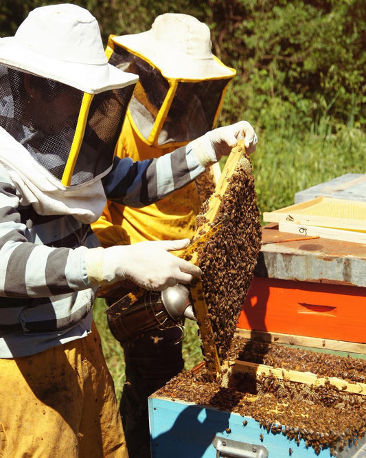 Revolutionizing Beekeeping: A Look into Recent Innovations and Future Prospects