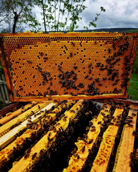 L'essenziale ruolo delle api per la vita sulla Terra