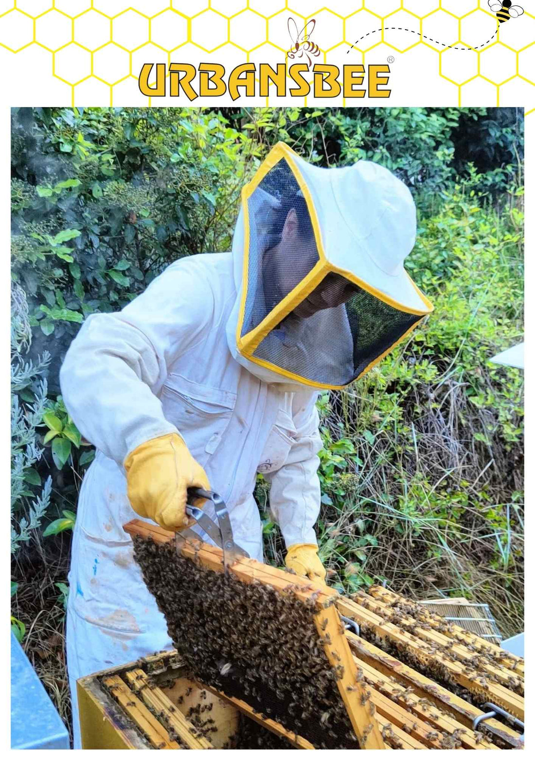 Beekeeping for Beginners: Top 10 Must-Know Tips for a Buzzing Start